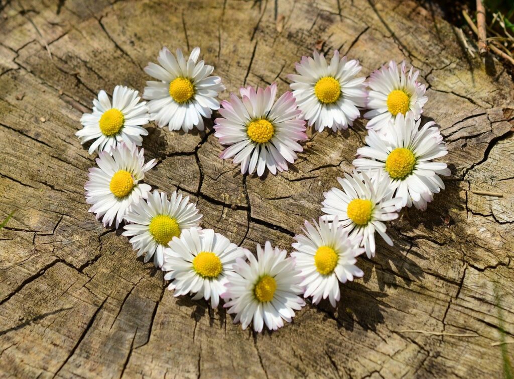 daisy, heart, flowers